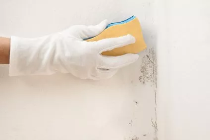 Mögelsanering – Hemåtgärder för att rengöra och tvätta bort mögel